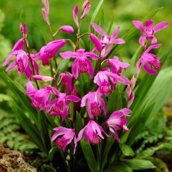 Орхидея зюмбюл, китайска земна орхидея (Bletilla striata) - голям пакет! - 10 бр - 
