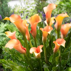 Arum lily "Cameleon"; calla lily, calla -  large package! - 10 pcs