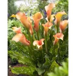 Arum lily "Cameleon"; calla lily, calla -  large package! - 10 pcs