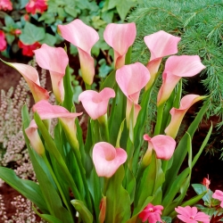 Vaaleanpunainen arum lilja; pink calla, punainen calla lily - iso paketti! - 10 kpl - 