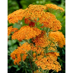 Almindelig røllike "Terracotta" - orange blomster - stor pakke! - 10 stk - 
