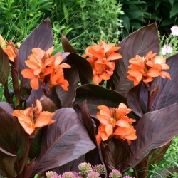 Canna lily - Happy Wilma -  large package! - 10 pcs