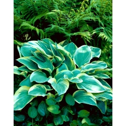 Tambourine hosta, plantain lily - large package! - 10 pcs