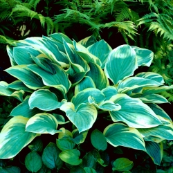 Tambourine hosta, plantain lily - large package! - 10 pcs