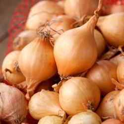 Centurion yellow Dutch spring onion bulbs - 10 kg
