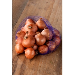 Bulbos de cebolla tierna Red Sun chalota - 10 kg - 