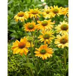 Mellow Yellows echinacee pourpre orientale a fleurs jaunes - gros paquet! - 10 pieces ; herisson echinacee, echinacee