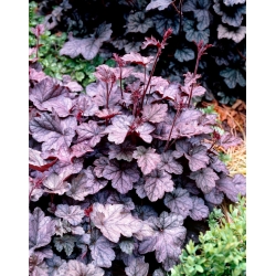 Regina alumroot - 1 pcs; coral bells