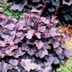 Regina alumroot - large package! - 10 pcs; coral bells