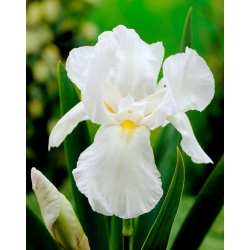 White Knight iris - large package! - 10 pcs
