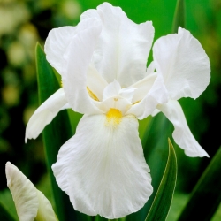 White Knight iris - pachet mare! - 10 buc.