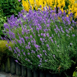 Purple lavender - large package! - 10 pcs