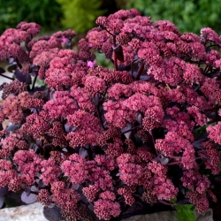 Xenox orpine - Sedum - seedling - large package! - 10 pcs; livelong, frog's-stomach, harping Johnny, life-everlasting, live-forever, midsummer-men, Orphan John, witch's moneybags