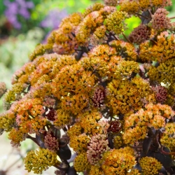 Yellow Xenox orpine - Sedum - seedling; livelong, frog's-stomach, harping Johnny, life-everlasting, live-forever, midsummer-men, Orphan John, witch's moneybags