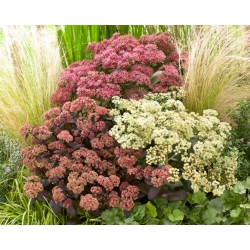 Stonecrop - colour and variety mix - seedling