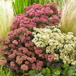 Stonecrop - colour and variety mix - seedling