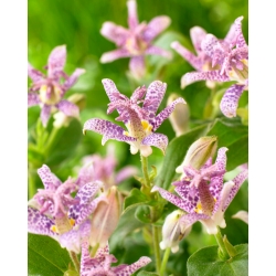 Toad lily - Tricyrtis hirta - large package! - 10 pcs