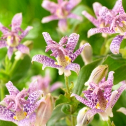Toad lily - Tricyrtis hirta - large package! - 10 pcs