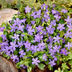 Small periwinkle - blue - seedling - large package! - 10 pcs; dwarf periwinkle, common periwinkle, lesser periwinkle