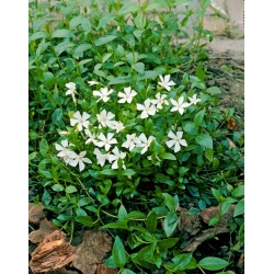 Small periwinkle - white - seedling; dwarf periwinkle, common periwinkle, lesser periwinkle