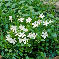 Small periwinkle - white - seedling - large package! - 10 pcs; dwarf periwinkle, common periwinkle, lesser periwinkle