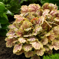 Picasso alumroot - large package! - 10 pcs; coral bells