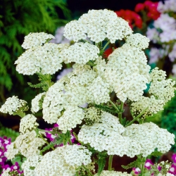 White Beauty almindelig røllike - hvide blomster
