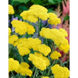 Maneschijn duizendblad - gele bloemen - 
