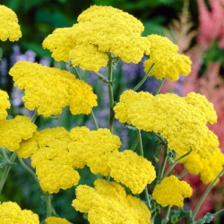 Luar milefólio comum - flores amarelas - pacote grande! - 10 pcs.