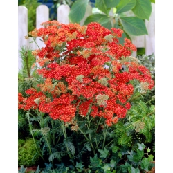 Walter Funcke milenrama común - flores rojas