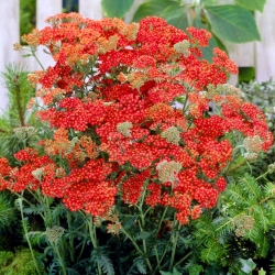 Achillea comune Walter Funcke - fiori rossi - 