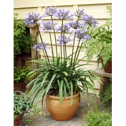 Dr Brouwer Agapanthus; African Lily, Lily of the Nile - stor pakke! - 10 stk