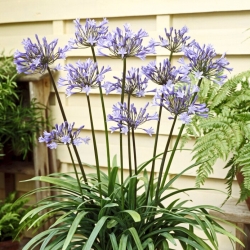 Dr Brouwer Agapanthus; African Lily, Lily of the Nile - stor pakke! - 10 stk