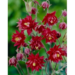 Ancolie Ruby Port, fleurs doubles rouges - 1 pcs; bonnet de grand-mere