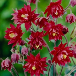 Ruby Port columbine, červené dvojité květy - 1 ks; babiččina čepice - 