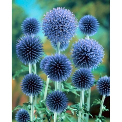Cardo azul glandular Taplow Blue - flores de color azul cielo