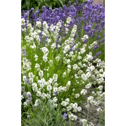 White lavender - large package! - 10 pcs