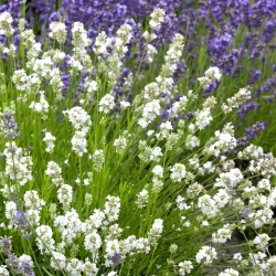 White lavender - large package! - 10 pcs