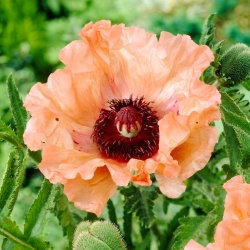 Effendi Oriental poppy - large package! - 10 pcs