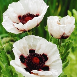 Perry's White Oriental Poppy - 1 st