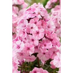 Picasso Herbstphlox - 1 Stck - 