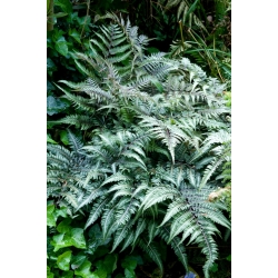 Градински папрат - Athyrium niponicum - японска рисувана папрат - голяма опаковка! - 10 бр - 