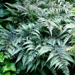 Garden Ferns - Athyrium niponicum - Japanese painted fern - large package! - 10 pcs