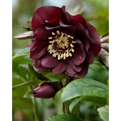 Rosa de Cuaresma Double Ellen Purple - ¡paquete grande! - 10 piezas