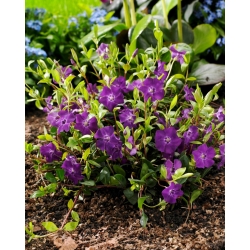 Purple lesser periwinkle - seedlings - large package! - 10 pcs