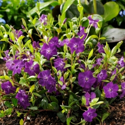 Purple lesser periwinkle - seedlings - large package! - 10 pcs