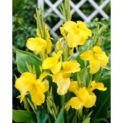 Yellow canna lily - large package! - 10 pcs