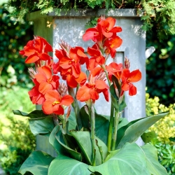 Red canna lily