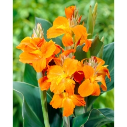 Orange canna lily
