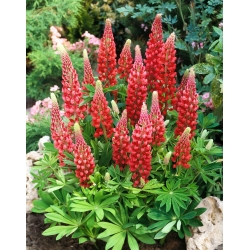 Lupinus, Lupin, Lupine Red - large package! - 10 pcs